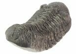 Morocops Trilobite Fossil - Rock Removed #66999-5